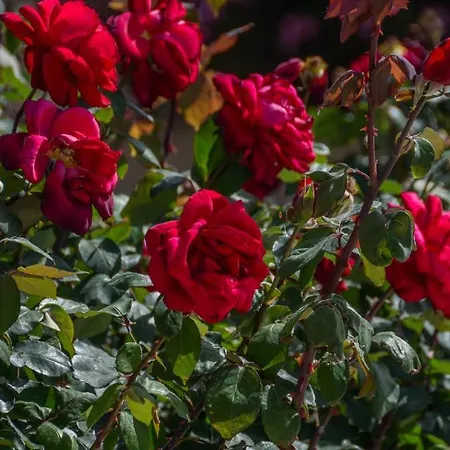 Golden Glyfada Appartamento