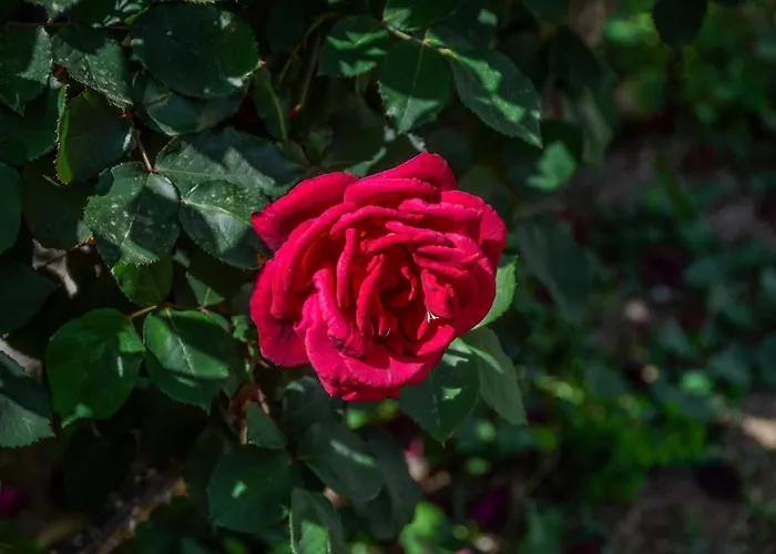 Apartment Golden Glyfada Kastraki (Naxos)