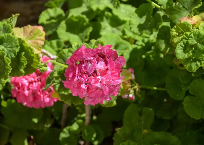 Apartment Golden Glyfada