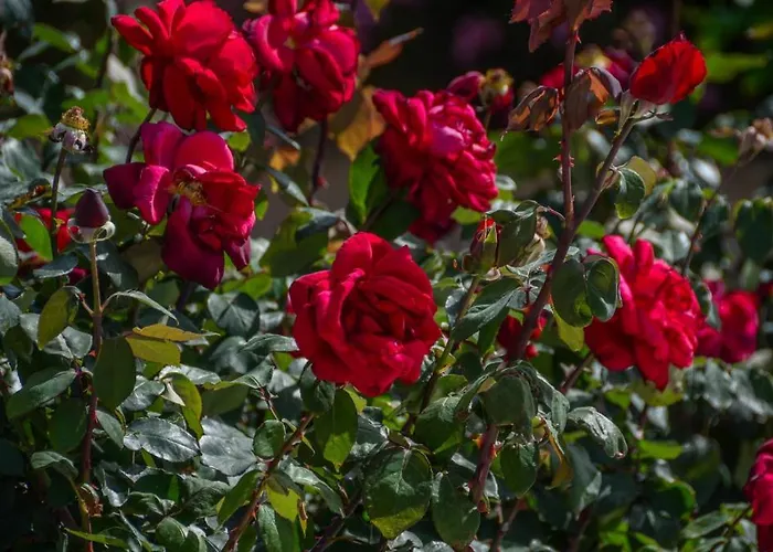 Golden Glyfada Apartment